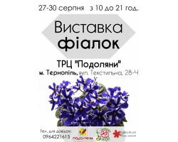 Виставка фіалок до Дня міста Тернополя